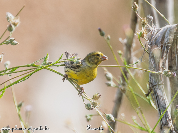 Serin des Canaries